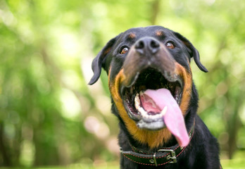 Close up of a Rottweiler dog with its mouth open and tongue out, panting heavily