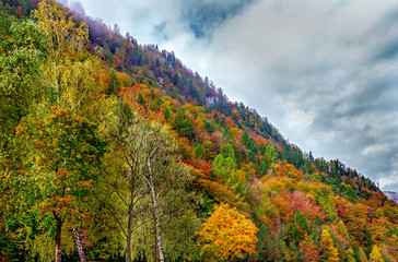 Vibrant autumn mountain forest