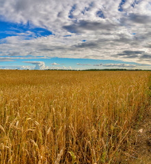 Field with ripened crops in the Leningrad region.