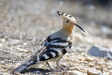 Wiedehopf (Upupa epops)