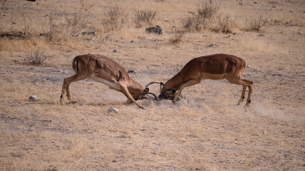 Impala in Etosha National Park, Namibia