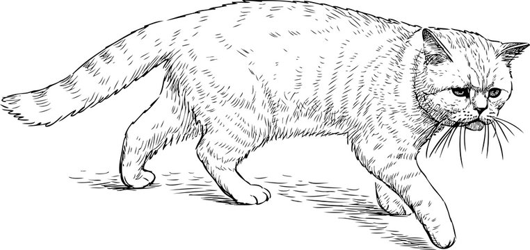 Sketch of a walking domestic cat