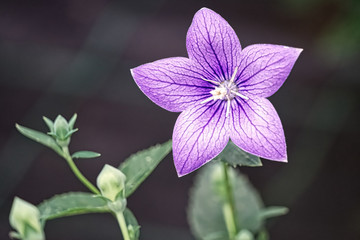 closeup of a purple flower blossomed in the garden