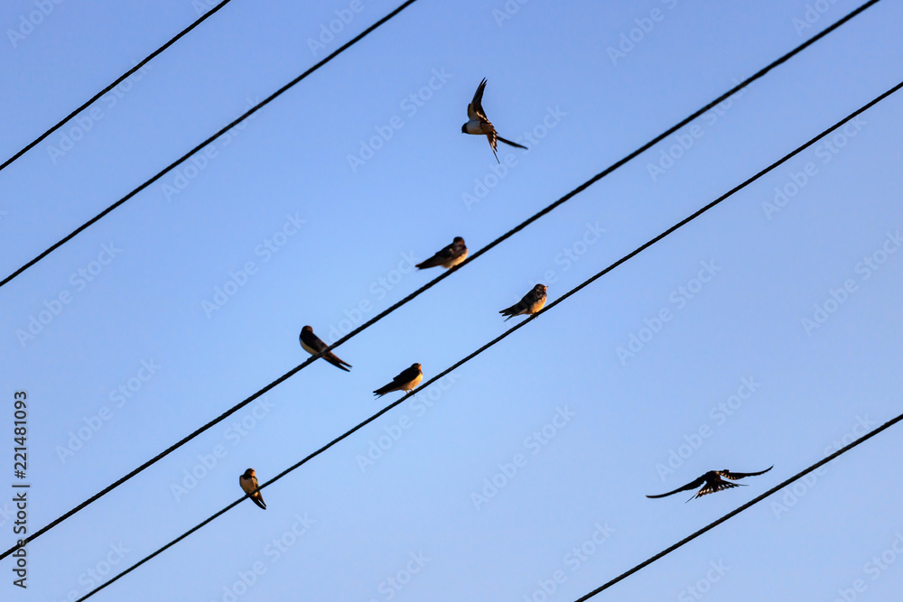 Wall mural flock of swallows sitting on high-voltage wires against blue sky