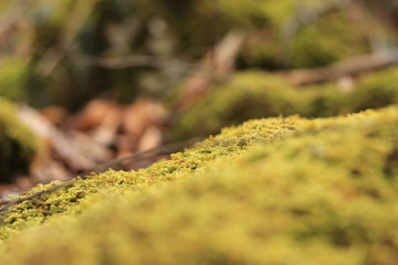 Lichen sur pierre en sous bois
