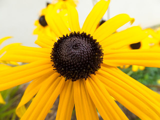 Rudbeckia Goldsturm Flower