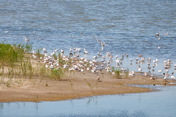 Flock of white seagulls on the lake shore in sunny summer day