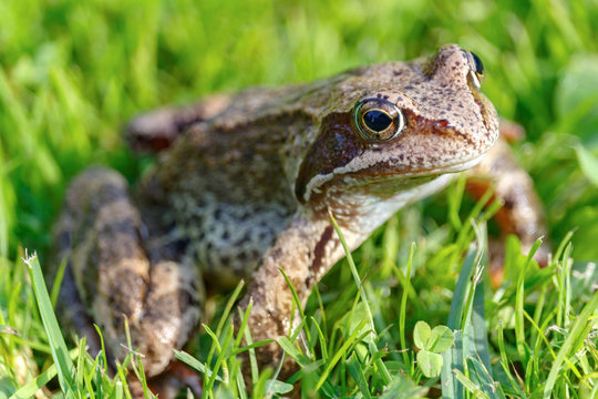 Portrait of brown frog in green grass closeup