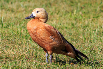 Portrait of ruddy shelduck in the grass on the lake shore