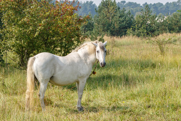 Obraz na płótnie Canvas Portrait of a domestic white horse standing among a meadow in the grass on a background of bushes