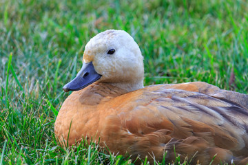 Portrait of ruddy shelduck closeup in the grass on the lake shore