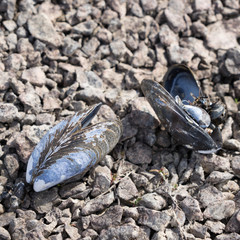 Treibgut / Muscheln am schwarzen Strand - Island 