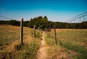 Obraz premium Trail into the woods