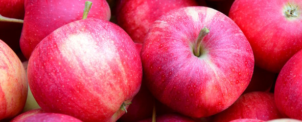 Banner rote Äpfel nach der Ernte, Website 