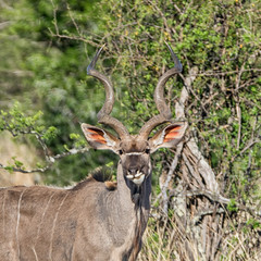Kudu Bull