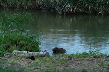 Beaver eating apple