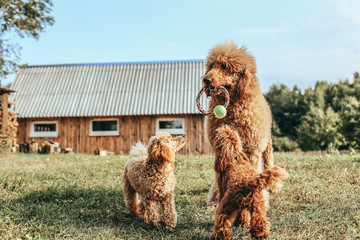 toy and standard poodle are played on the lawn. Pedigree dogs of apricot color. - obrazy, fototapety, plakaty