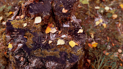 Упавшие листья