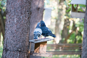 pigeons kiss in the park