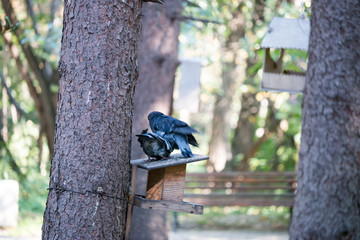 pigeons sex in the park