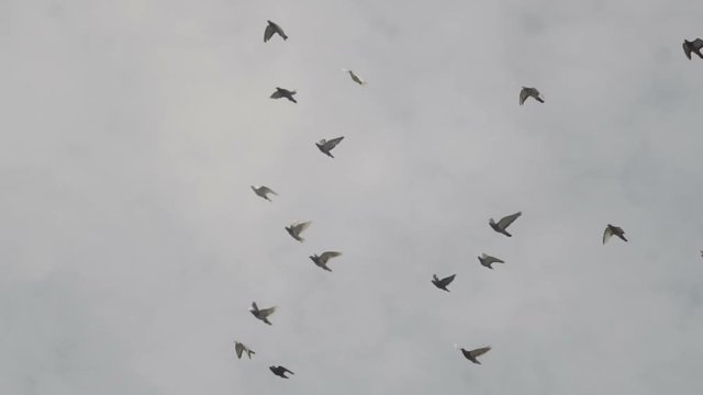 Flock Of Pigeons In The Sky Slow Motion