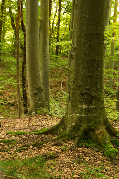 Beech forest, the main forest-forming species of Europe