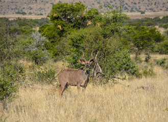 Kudu Bull