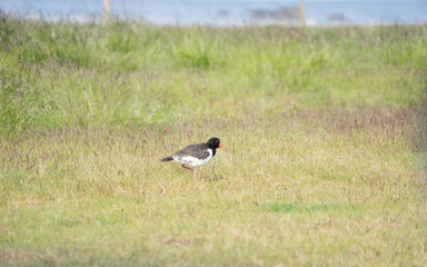 Landschaft mit Austernfischer bei Djúpivogur / Ostfjorde – Island