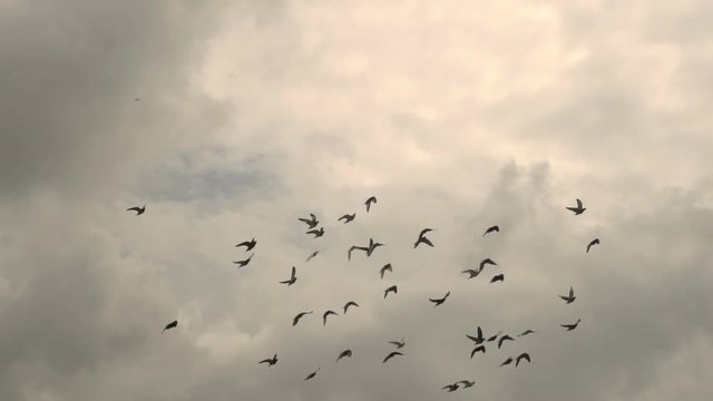 Flock Of Pigeons In The Sky Slow Motion