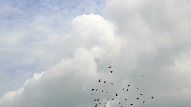Flock Of Pigeons In The Sky