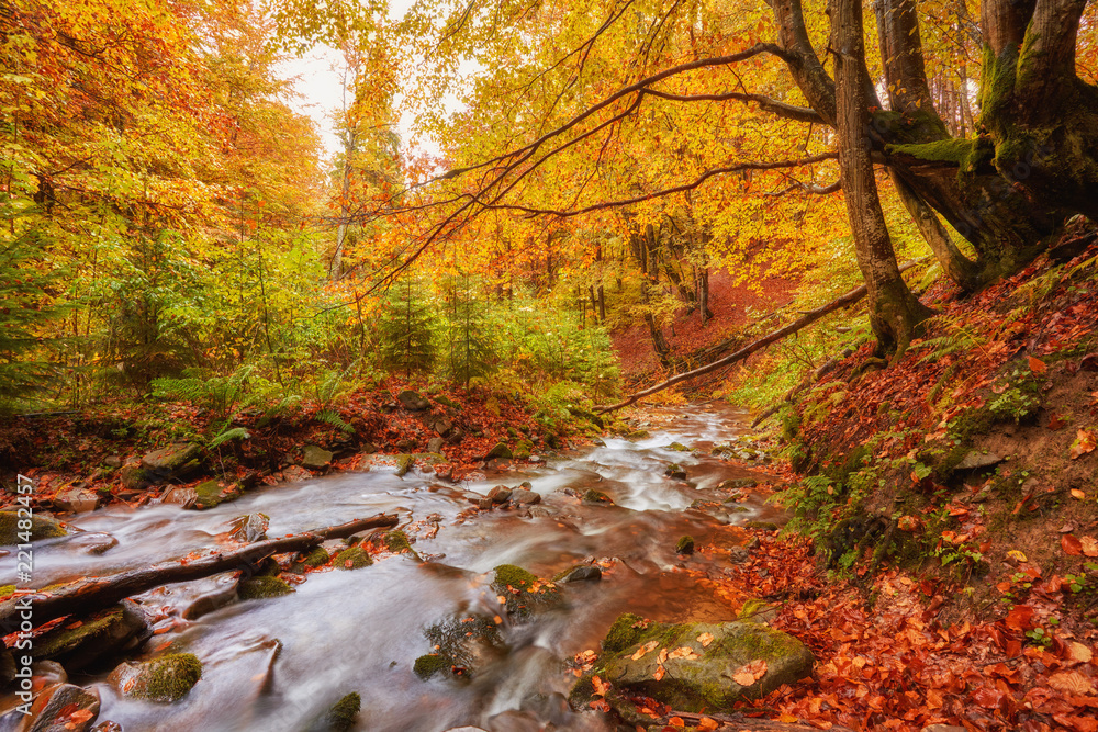 Wall mural rapid mountain river in autumn.