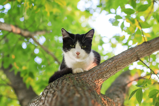 cute kitten sitting high in a tree and looking down in a spring Sunny Park