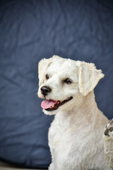 portrait of puppy close up