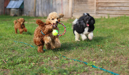 toy multicolored poodle is played on the lawn.