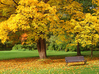Bench and maple in city park in autumn
