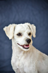 portrait of puppy close up