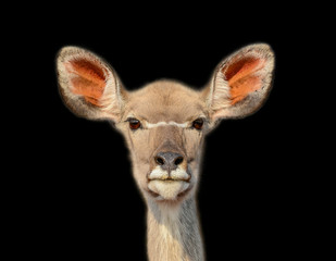 Female Kudu portrait