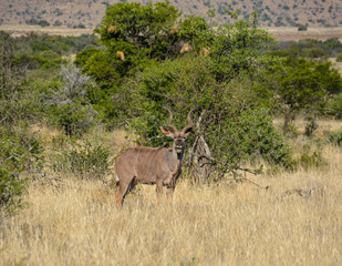 Kudu Bull