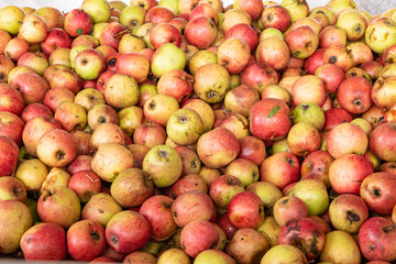 Apples, fall fruit