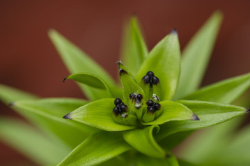 Asiatic Lily Buds