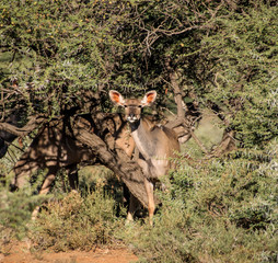 Female Kudu