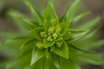 Asiatic Lily Buds