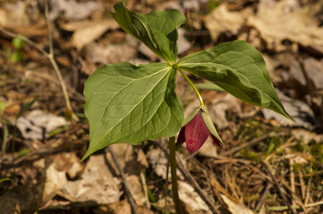 Spider on Purple Trillium