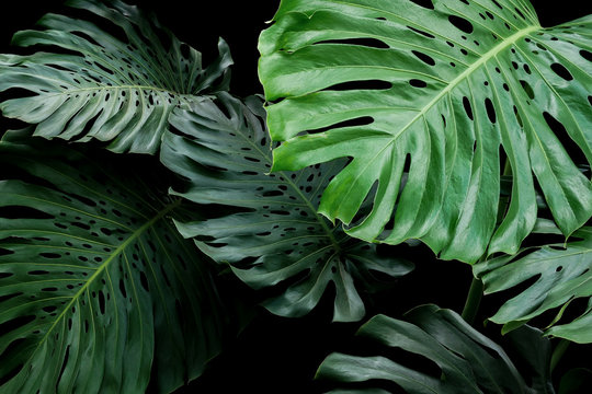 Tropical leaves exotic floral pattern of split leaf philodendron Monstera (Monstera deliciosa) the forest foliage plant on black background.