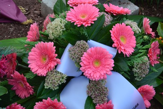 Blumengebinde der Trauer zur Beerdigung auf einem frischen Grab - rosa Gerbera