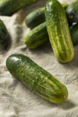 Raw Organic Green Pickling Cucumbers
