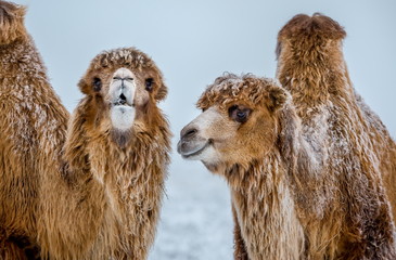 Portrait of a camel. Camels in the winter Stavropol steppe. Pets in the steppe. The firm is on the shore of Lake Manych-Gudilo, south of Russia.
