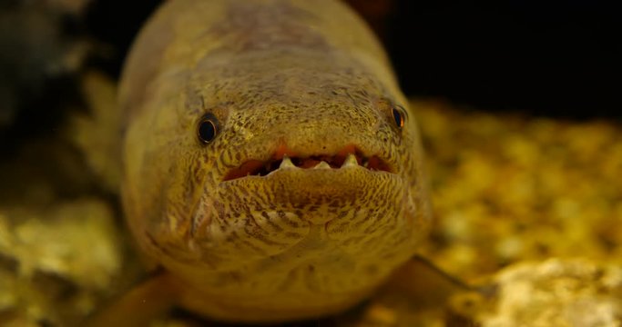  Hoplias malabaricus fish.