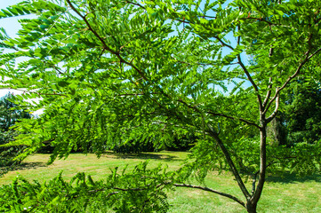Green leaves in a sunny summer day