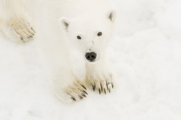 Wild Polar Bear (Ursus maritimus) on Ice & Snow off of Spitsbergen in the Norwegian Archipelago in...